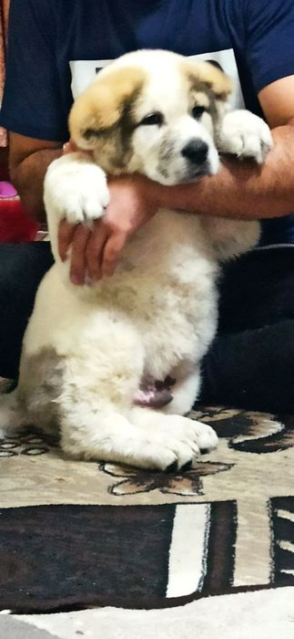 Шенок Алабая чистокровный