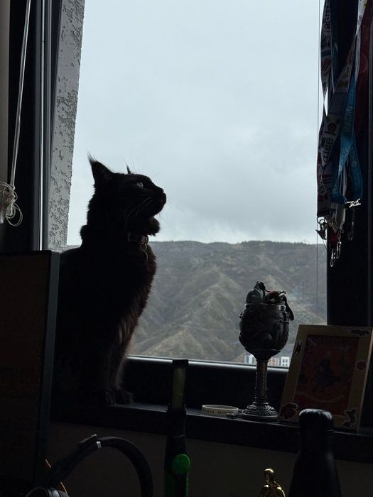 Ще подаря Мейн Куун.