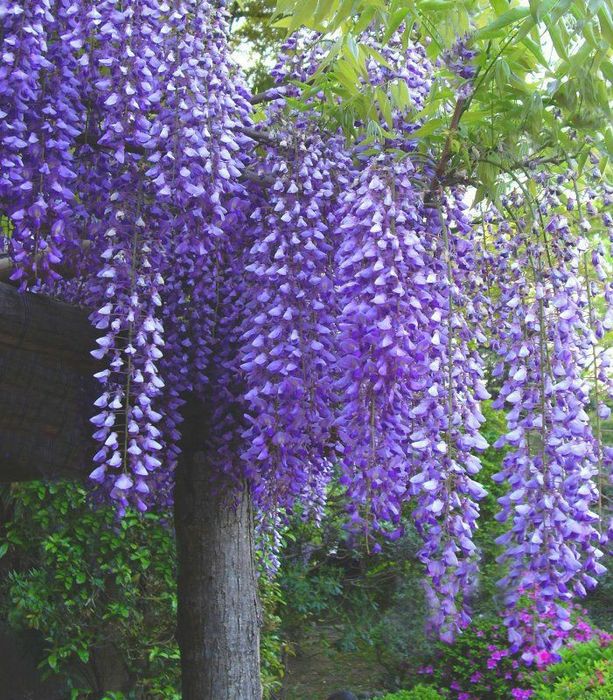 Plante ornamentale tip liana misteri galben