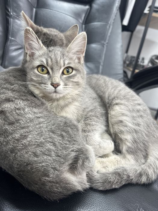 Котята серые, 4 месяца, здоровые, хорошо едят, чистоплотные