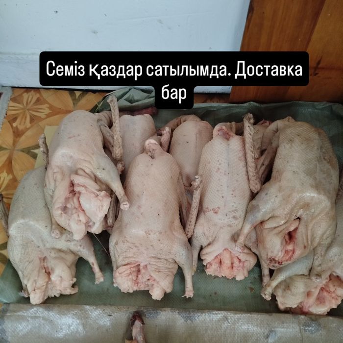 Қаз сатылады. Гусь продаётся
