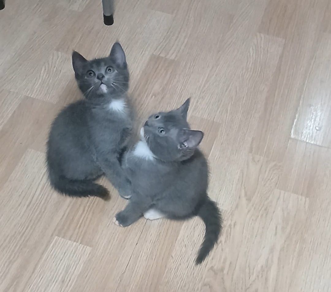 котята (девочки) возраст 2 месяца