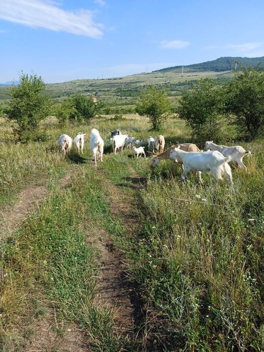 Vand 7 capre un tap si 7 iezi