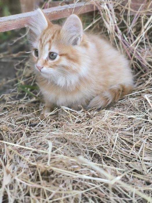Котята девочки 2 мес