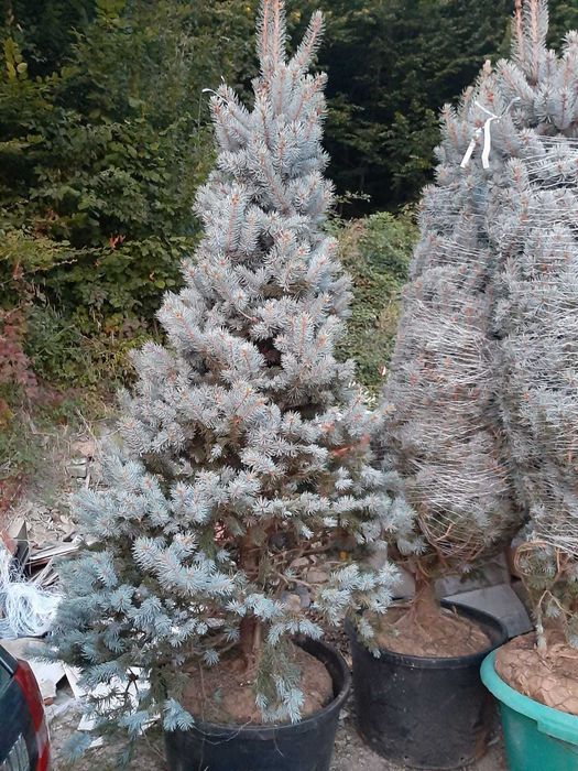 Tuia de la 1-3 m. Brazi. Mesteacăn.