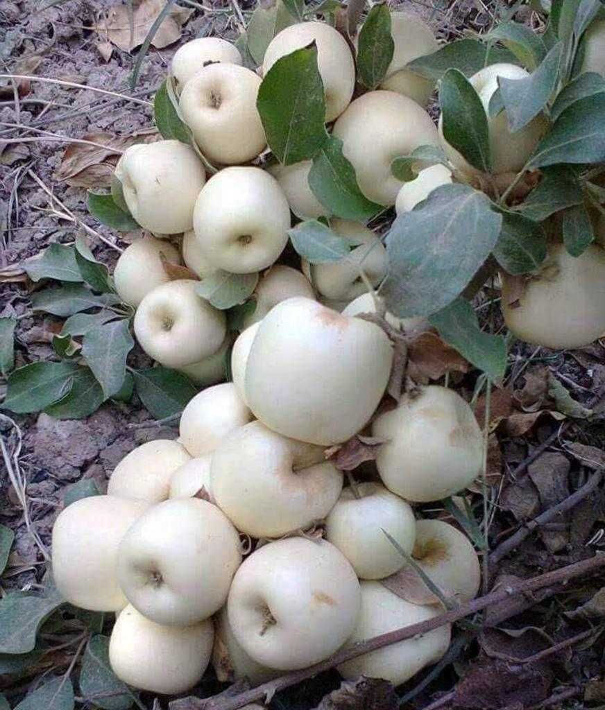 Paulownia inradacinata.livrare RO.pomi fructiferi multiple soiuri.