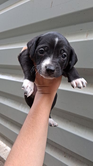 Donez cainii 3 fete 3 baieti