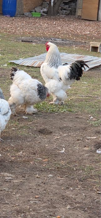 Куры Брама турция