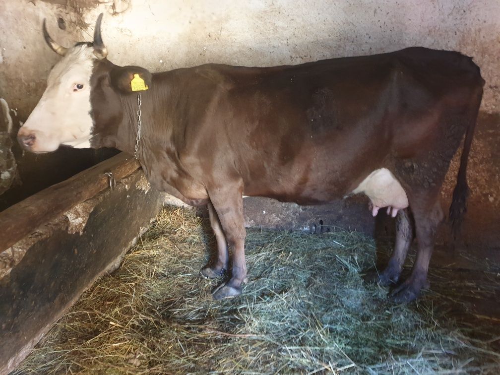 Vaca de vanzare.