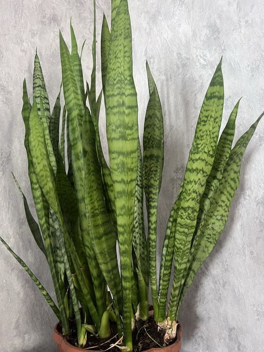 Сансевиериа - отростки.