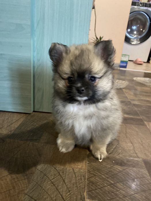 Померанче— истинска топка любов