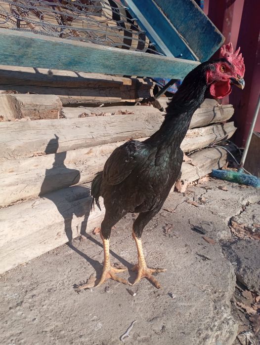 Дакан ннннннннннннннннннннн