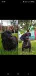 Frizerie Canina, Matca -Tecuci