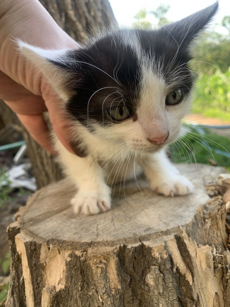 Отдадим котят в добрые руки