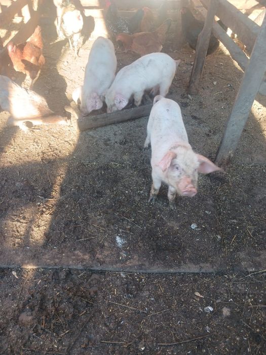 Продам поросят 1,5 месяца