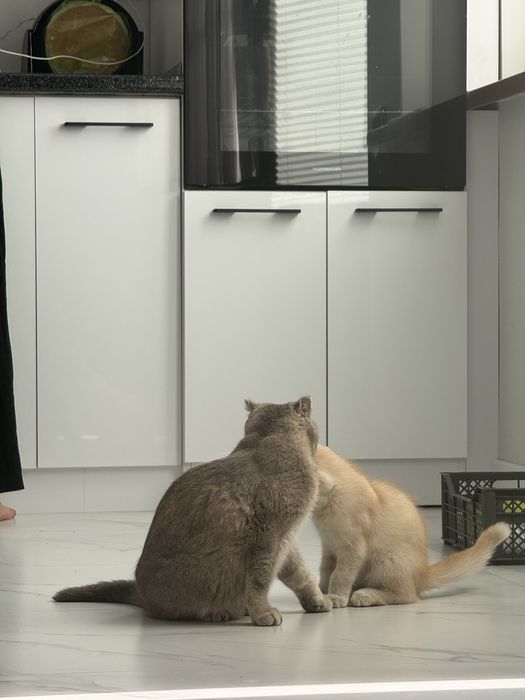 Mushuk sotiladi malochniy /1 ta o’gil