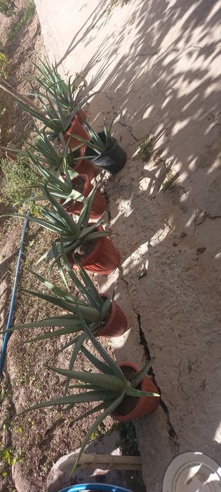 Aloe gullari chip chiroyli