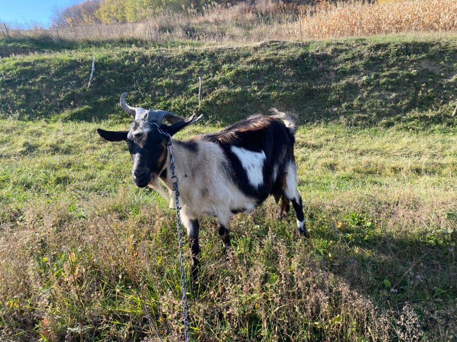 Capre, țap și ieduțe