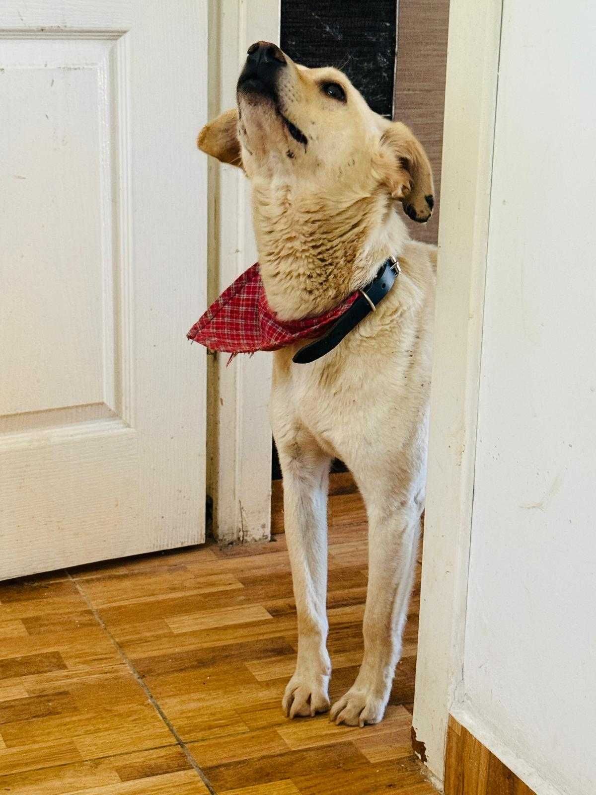 Snowy & Foxy - prieteni care visează la ACASĂ