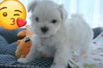 Bichon maltez mini toy dețin pedigree)