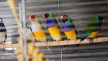 Vand  Gulzi (Gould Amandine) STANDARD (de expozitie) superbi