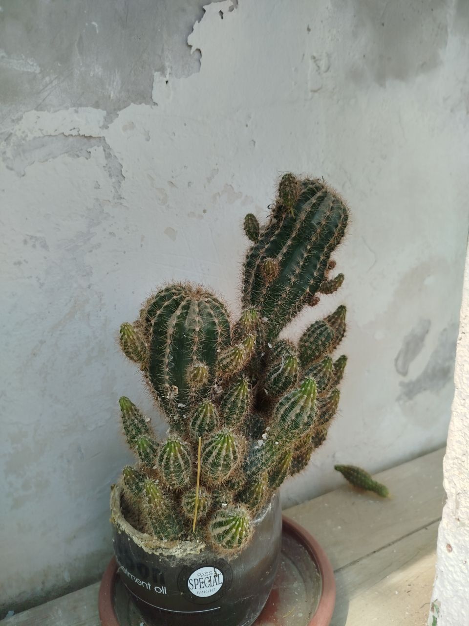Кактусы с детками
