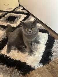 Vand pisoi british shorthair