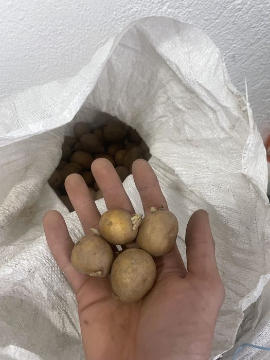 Семе за картофи-СОРАЯ