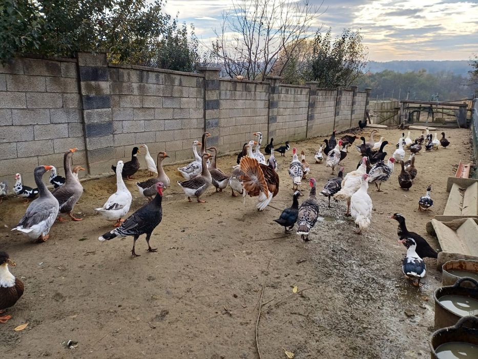 Rațe, curci și gâște