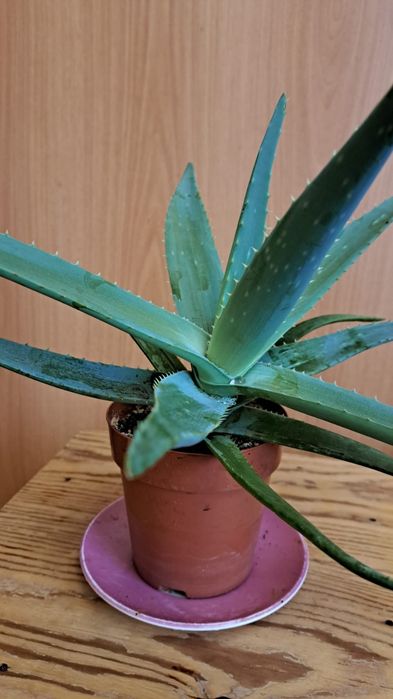 Алоэ вера, растение комнатное