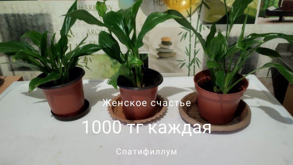 Продам комнатные растения