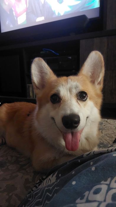 Передержка. В гостях у кинолога!