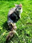 Pui de pisica Maine Coon