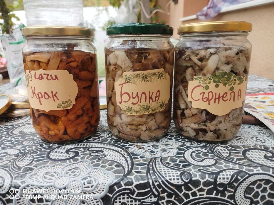 Диворастящи гъби