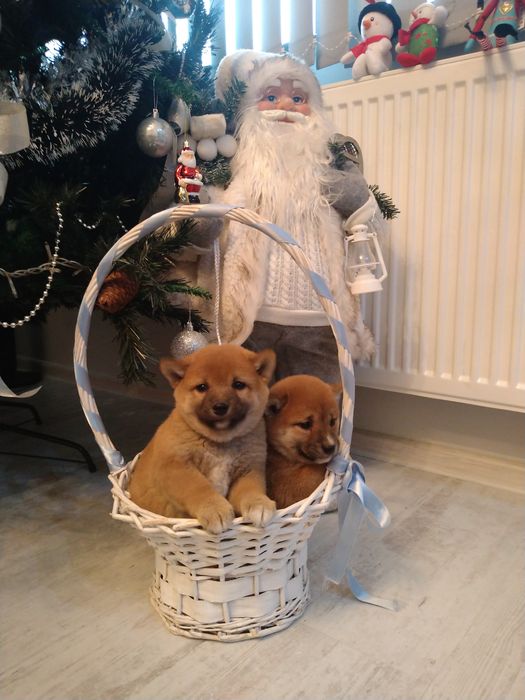 Шиба ину кученца