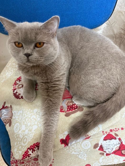 Британска късокосместа