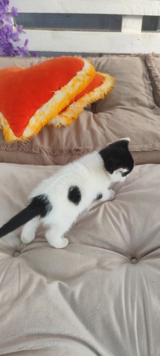Pisicuți mici adoptie