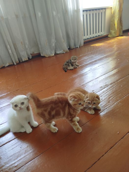 Продаются милые котёнки