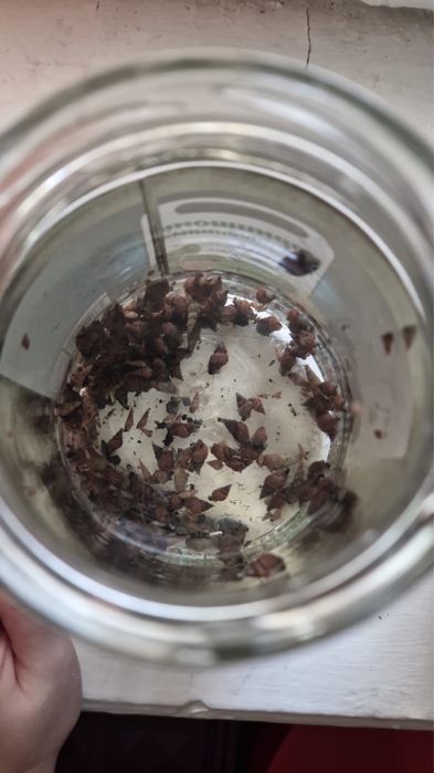 Отдам половину улиток аквариумных