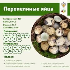 Үйдің бөдене жұмырқалары/ Домашние перепелиные яйца