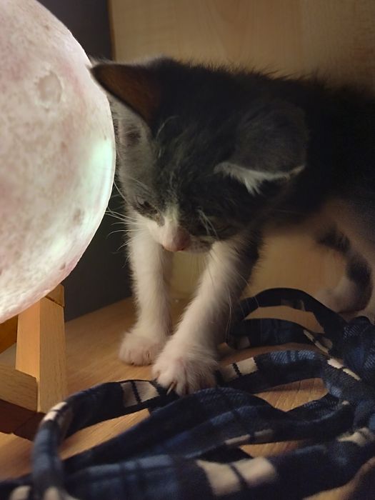 Котенок ищет дом