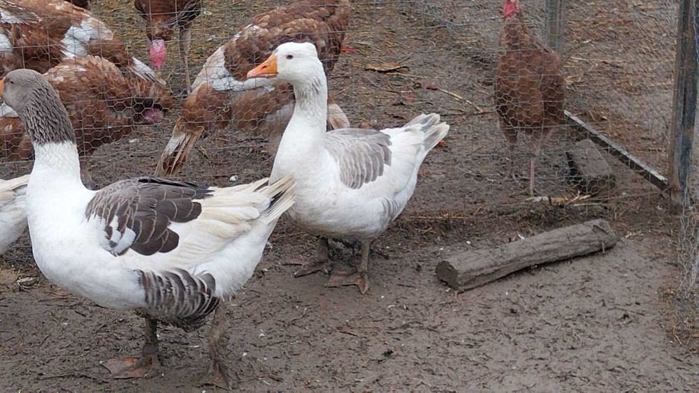 O pereche gaste, gascanul este pomerania, iar gasca este alba de banat