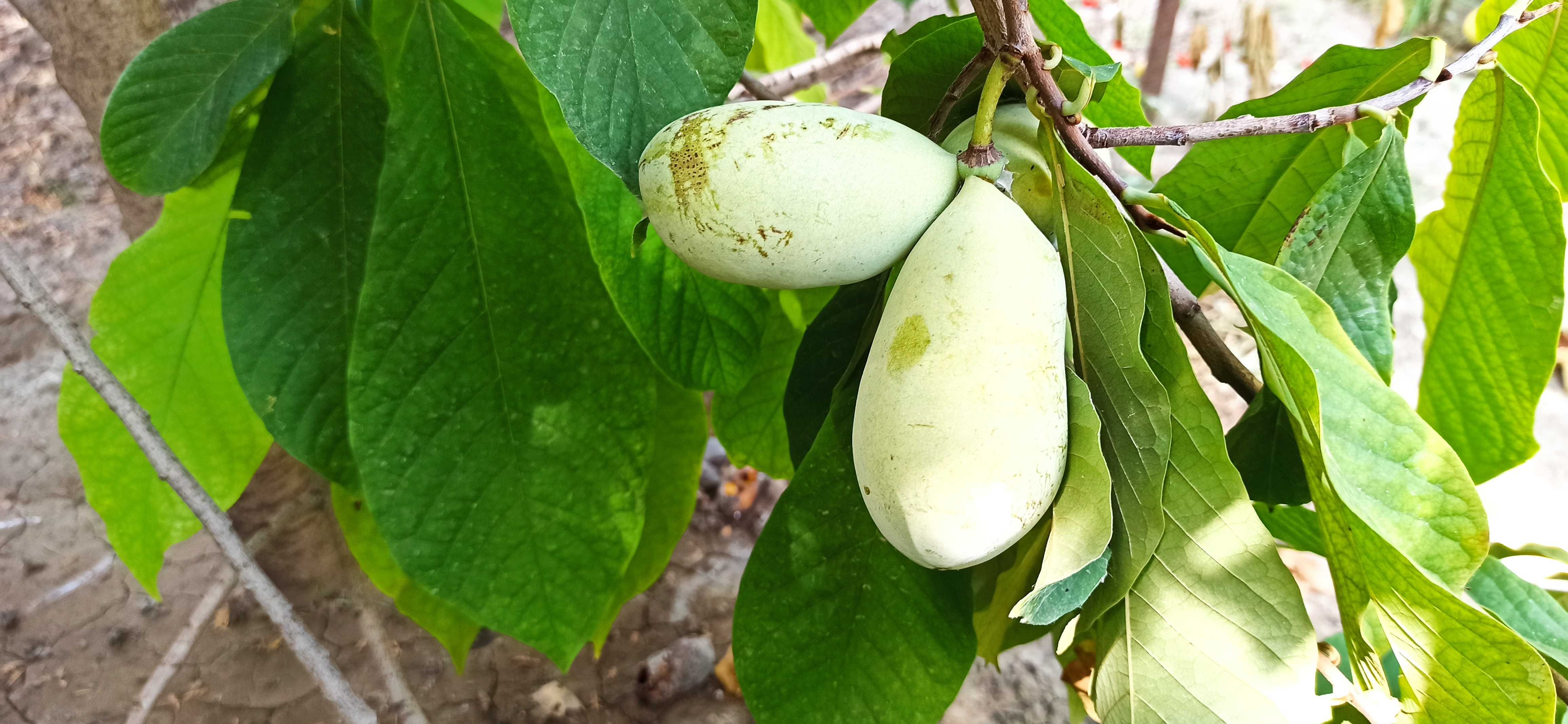 Asimina Triloba – Paw Paw Trees