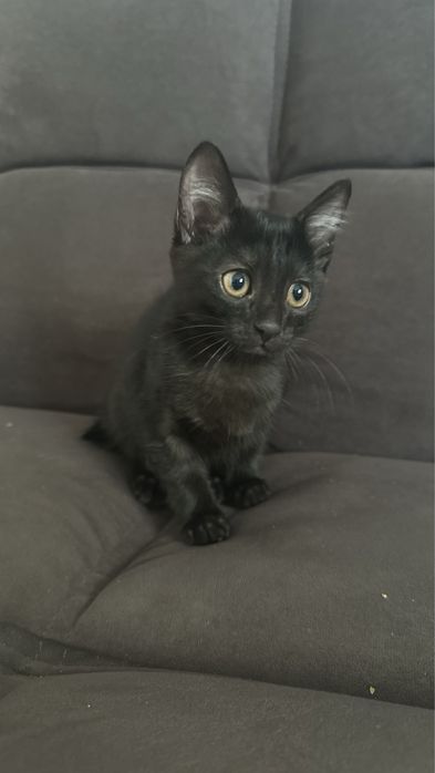 Породистый котенок