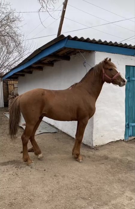 Продается жеребец