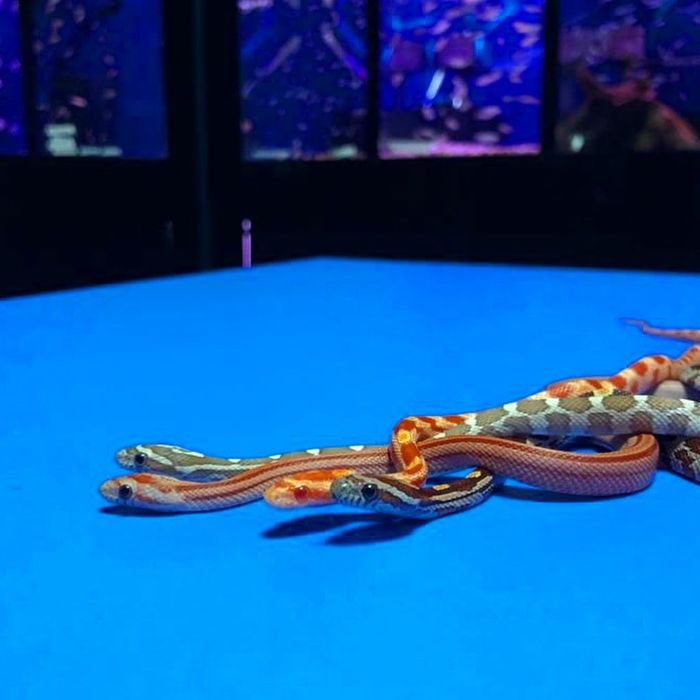 Маисовые полозы в «Живом Уголке» в Таугуле