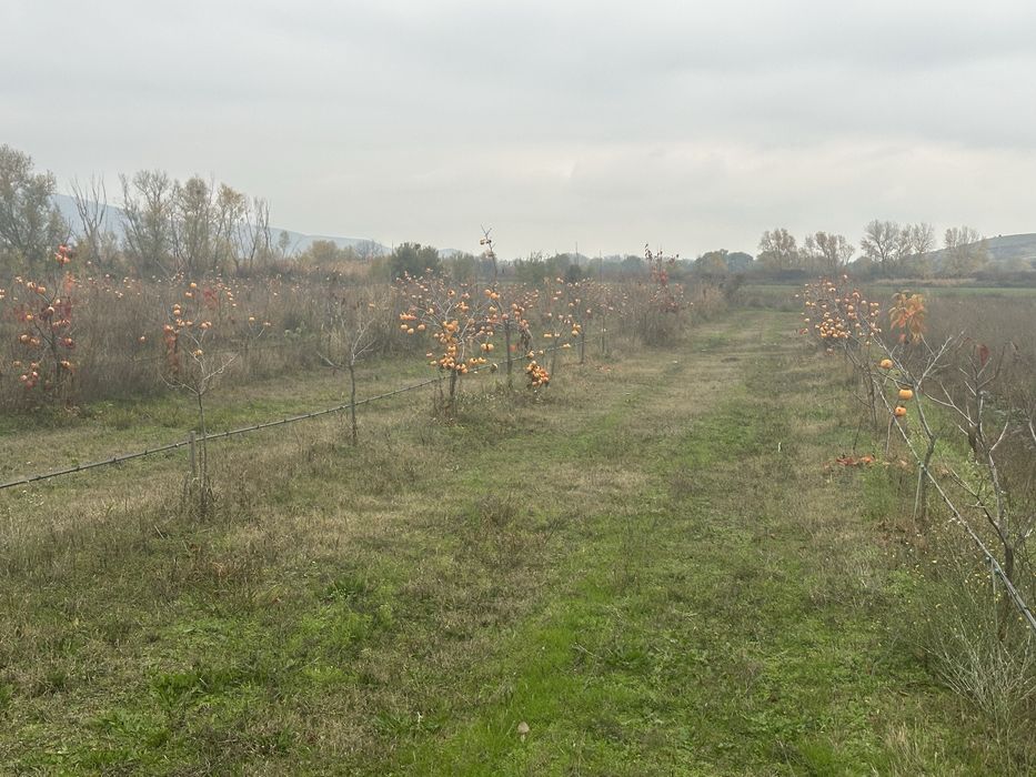 Райска ябълка - ХЕЯКУМЕ