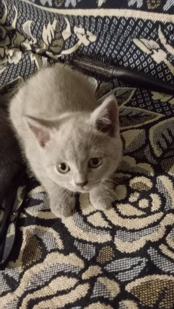 British shorthair