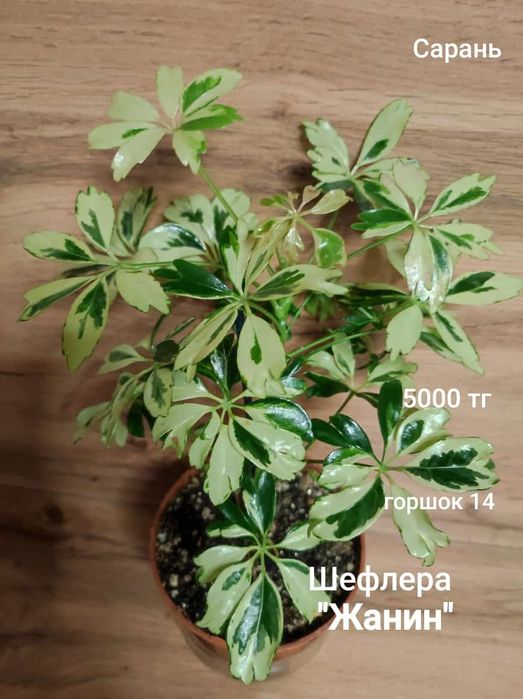 Шефлера,аукуба,кофе, переския,драцена