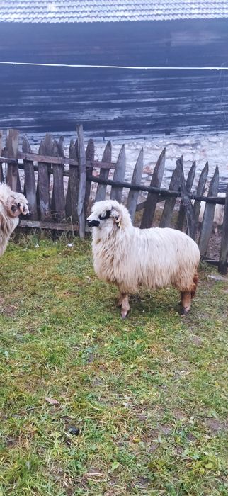 Vând o oaie și un berbec